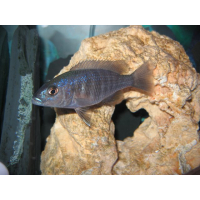 Haplochromis Ahli